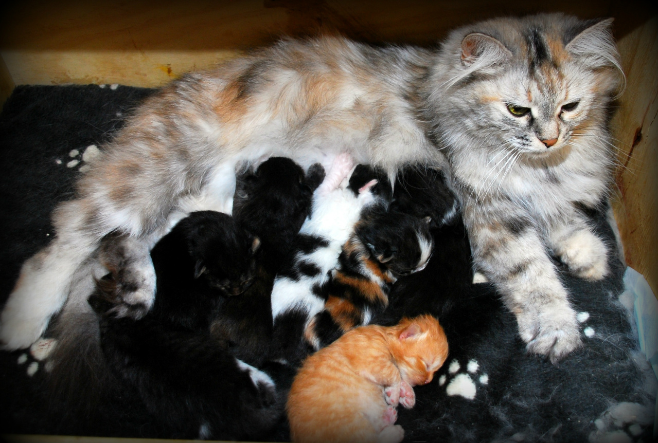 Sibirisk katt silvers kull
