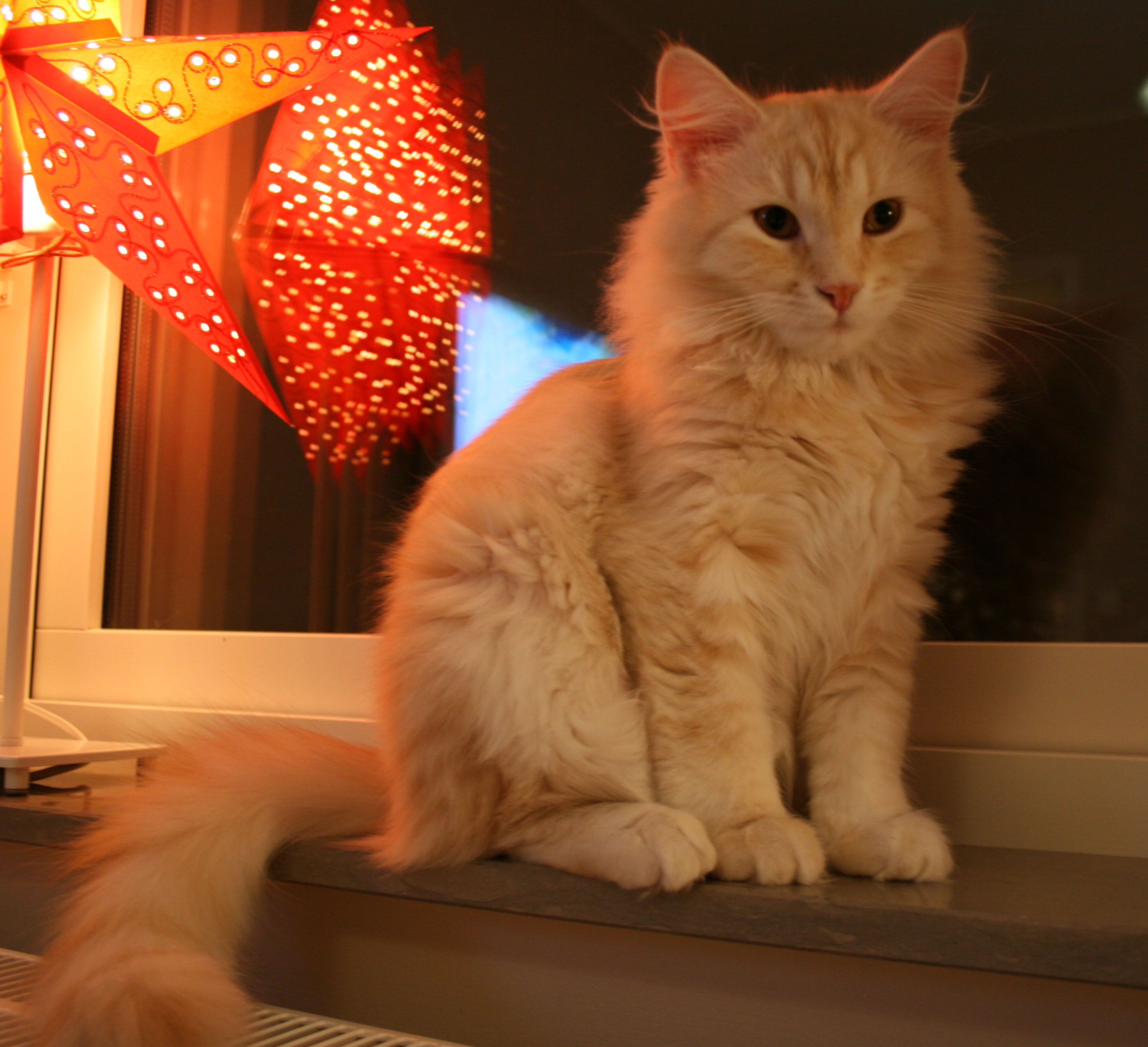Sibirisk katt Leo