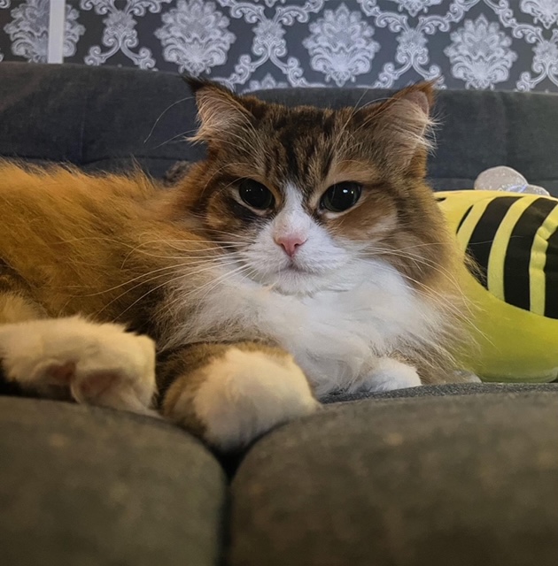 Sibirisk katt Libra