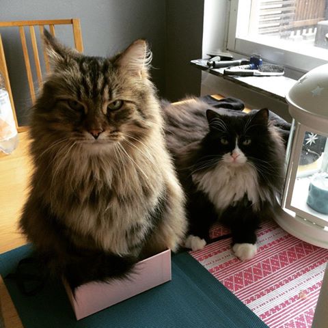 Sibirisk katt Linus och Emmie