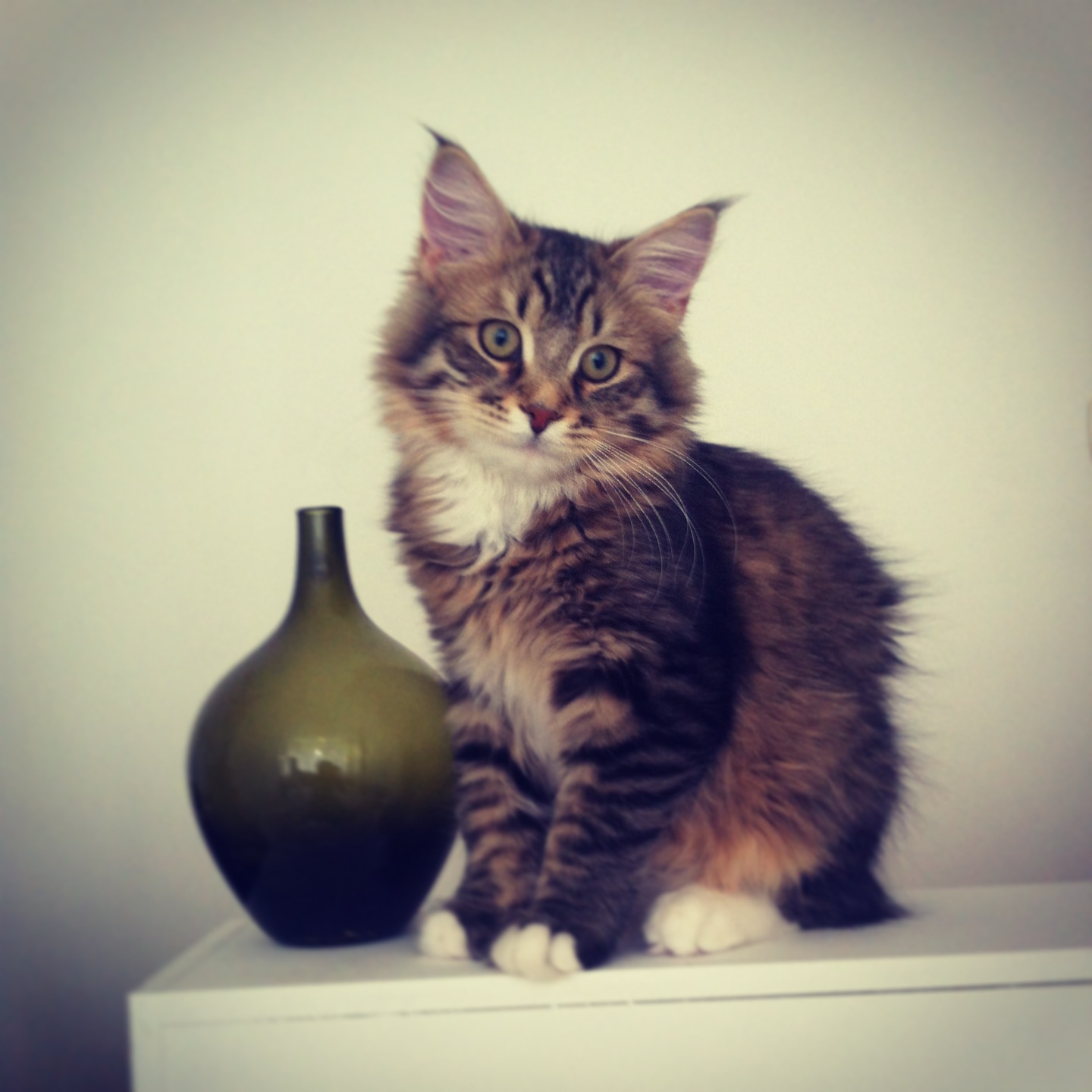 Sibirisk kattunge Lusse