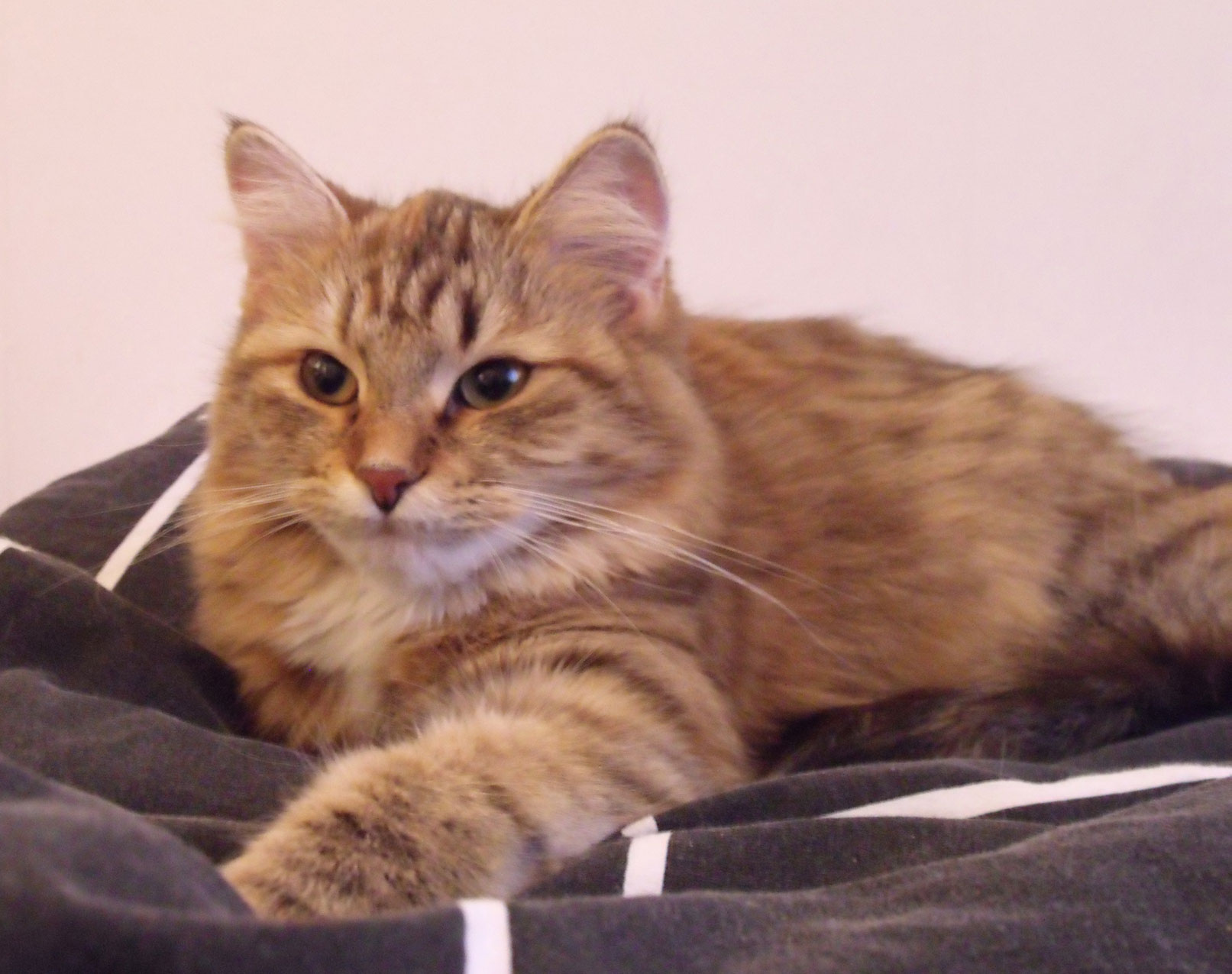 sibirisk kattunge