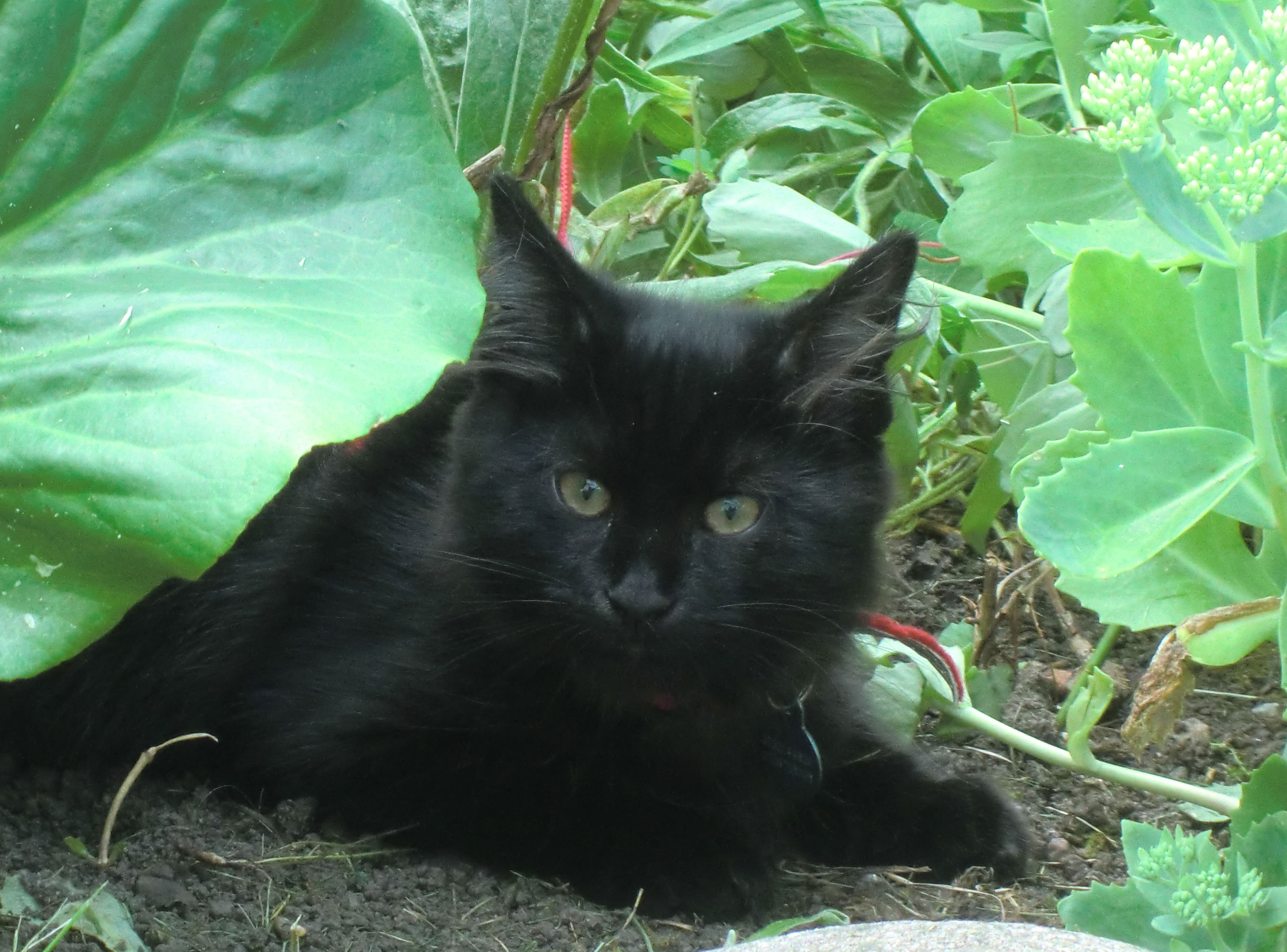 sibirisk kattunge