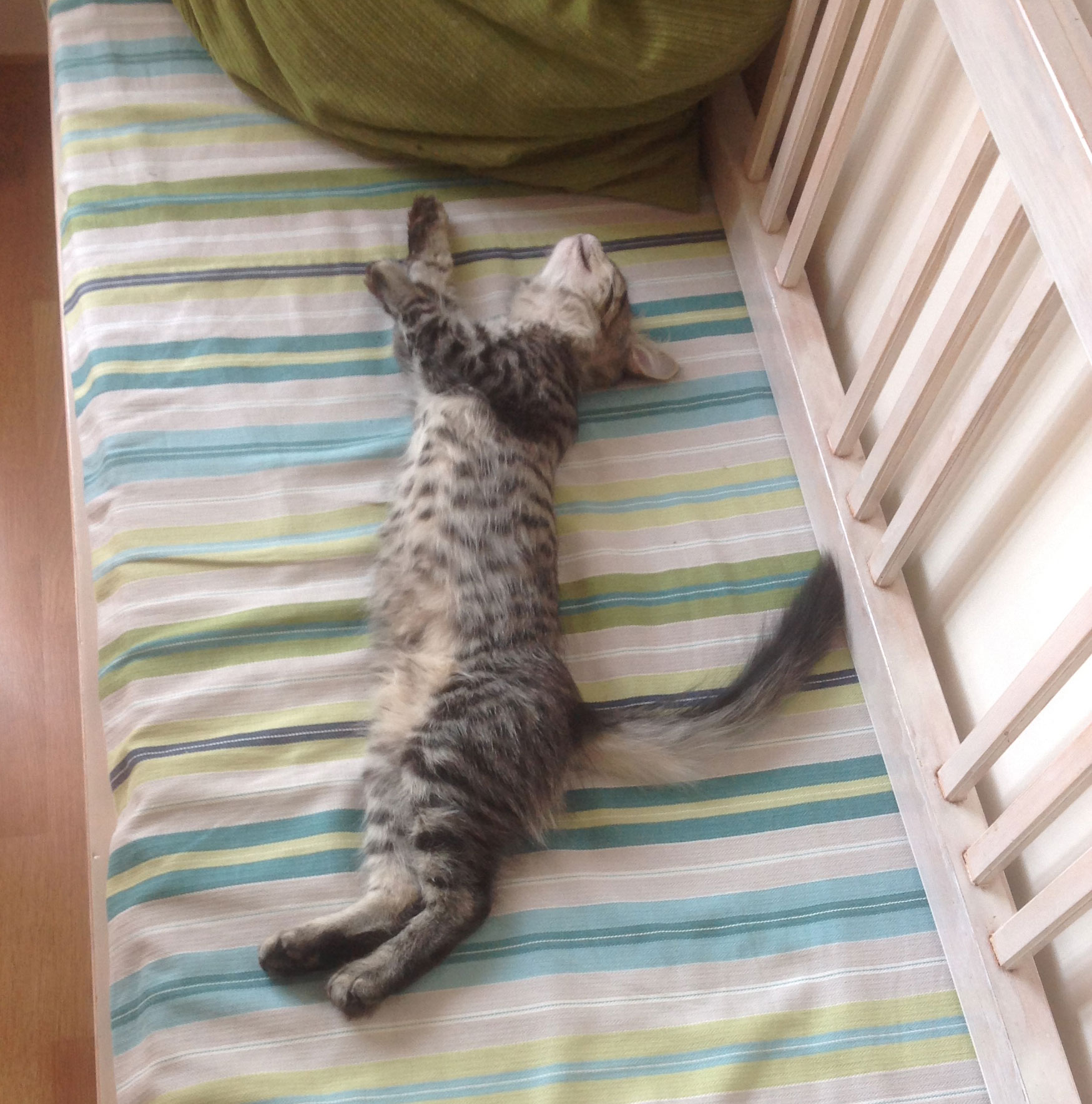 sibirisk katt Merlin