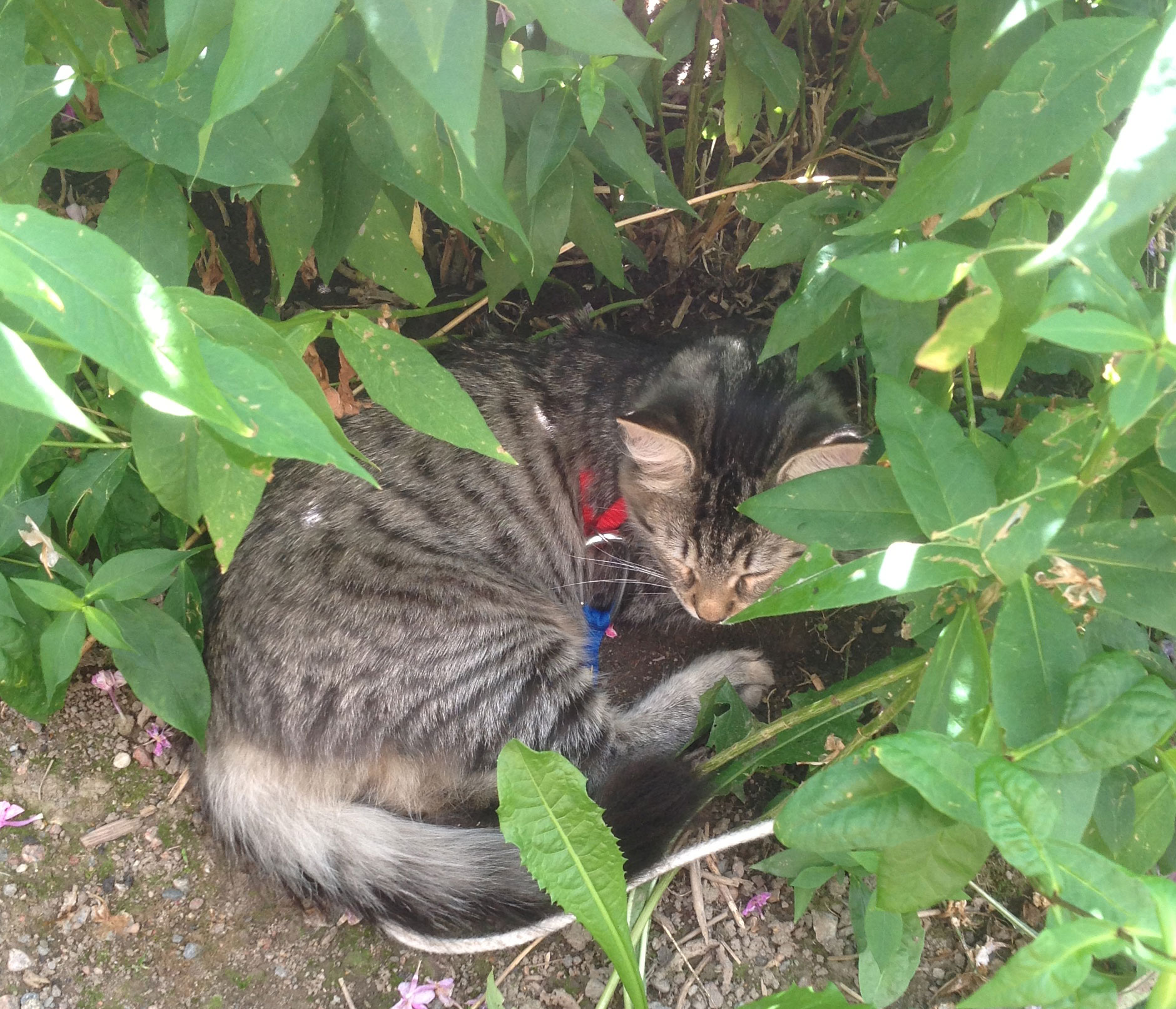 Sibirisk kattunge Merlin
