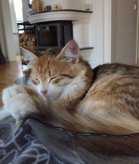 Sibirisk kattunge Miranda