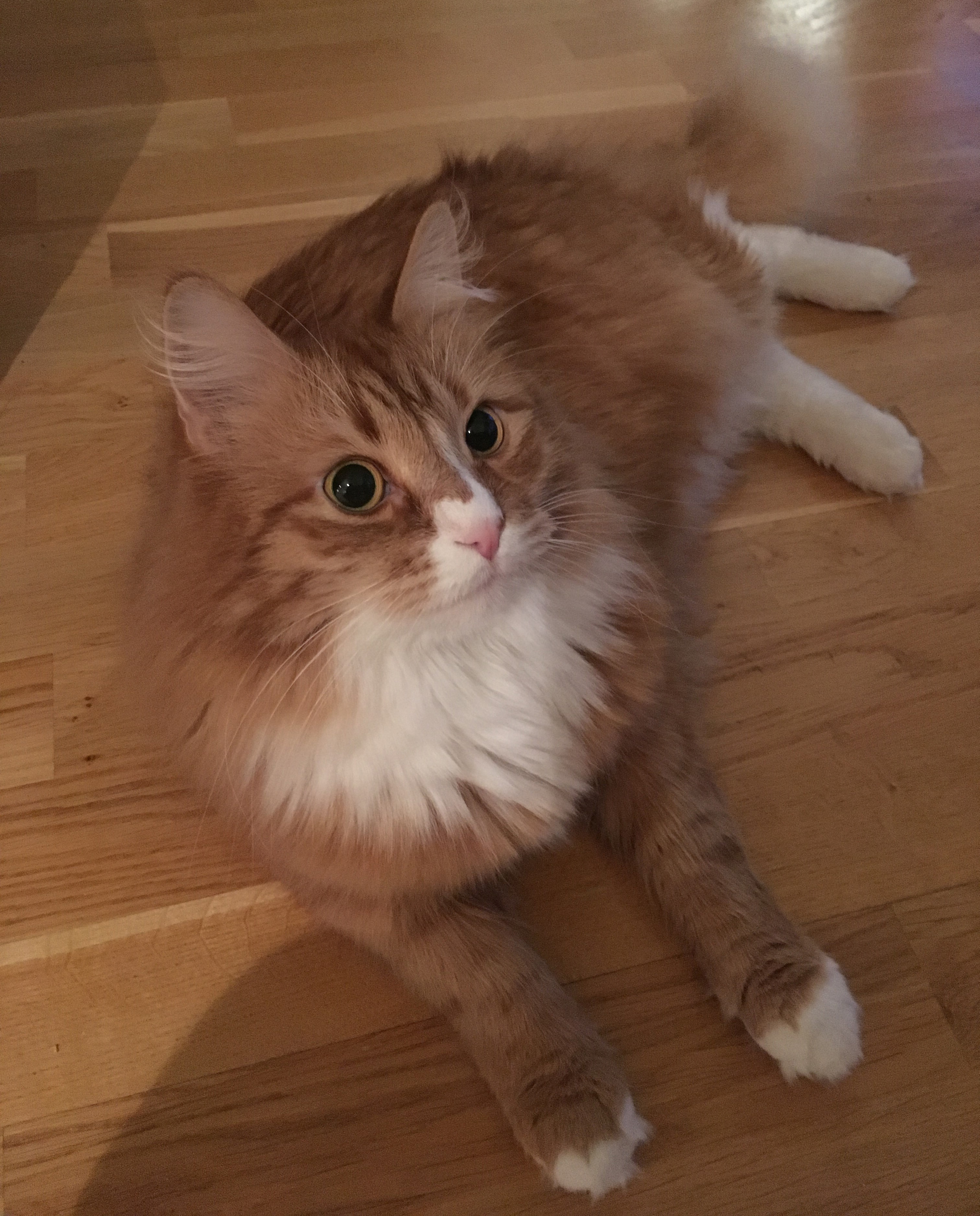 sibirisk katt Kepheus