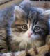 sibirisk katt