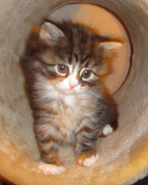sibirisk kattungar