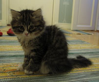 sibirisk katt