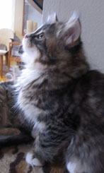 sibirisk katt