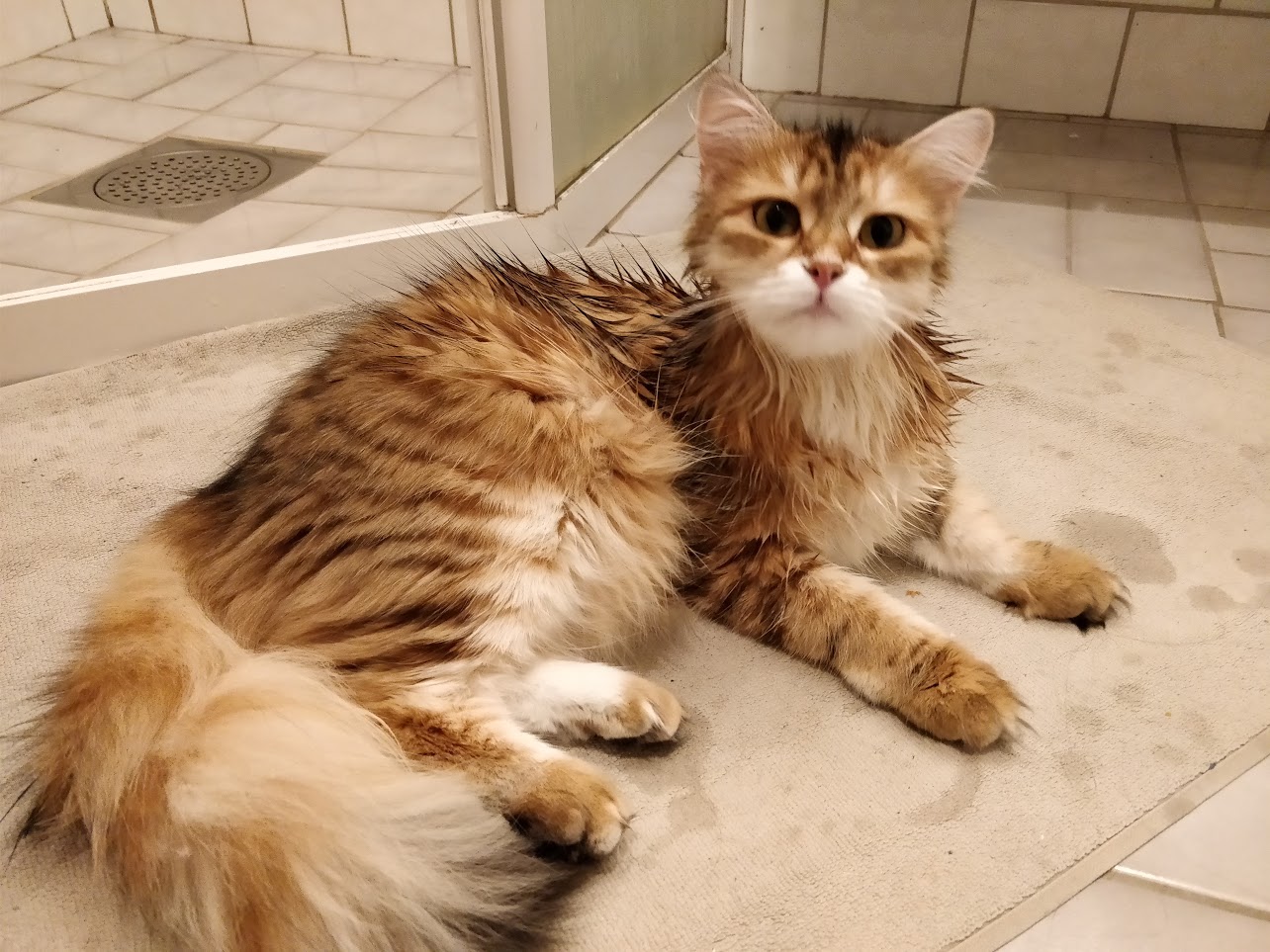 sibirisk katt Monroe