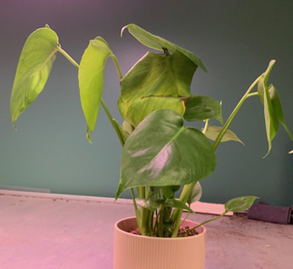 Monstera