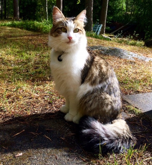 sibirisk katt Hubble