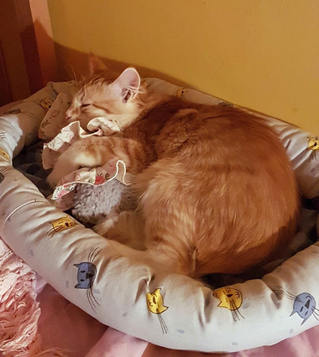 sibirisk kattunge Nimoy