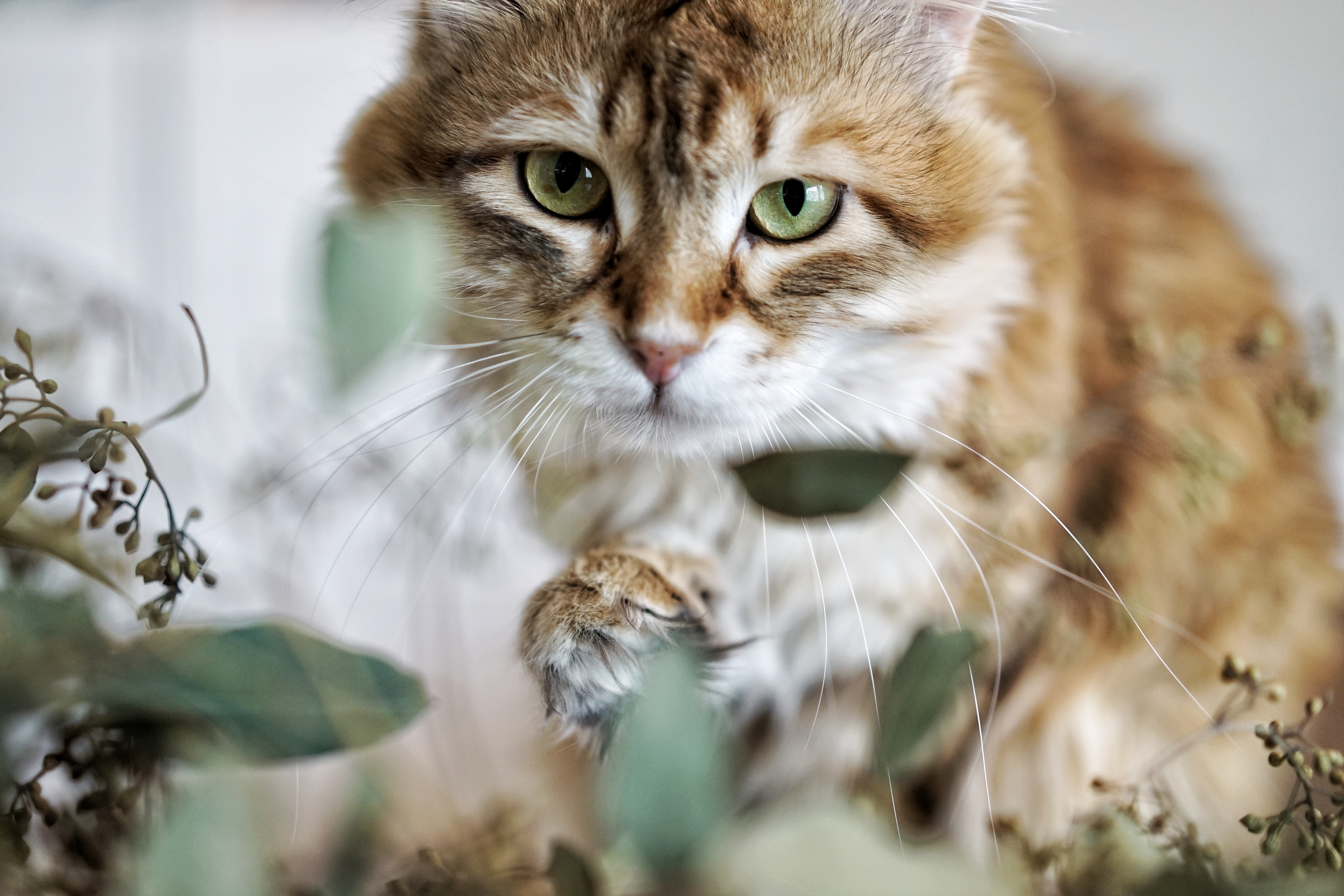 sibirisk katt Ilos