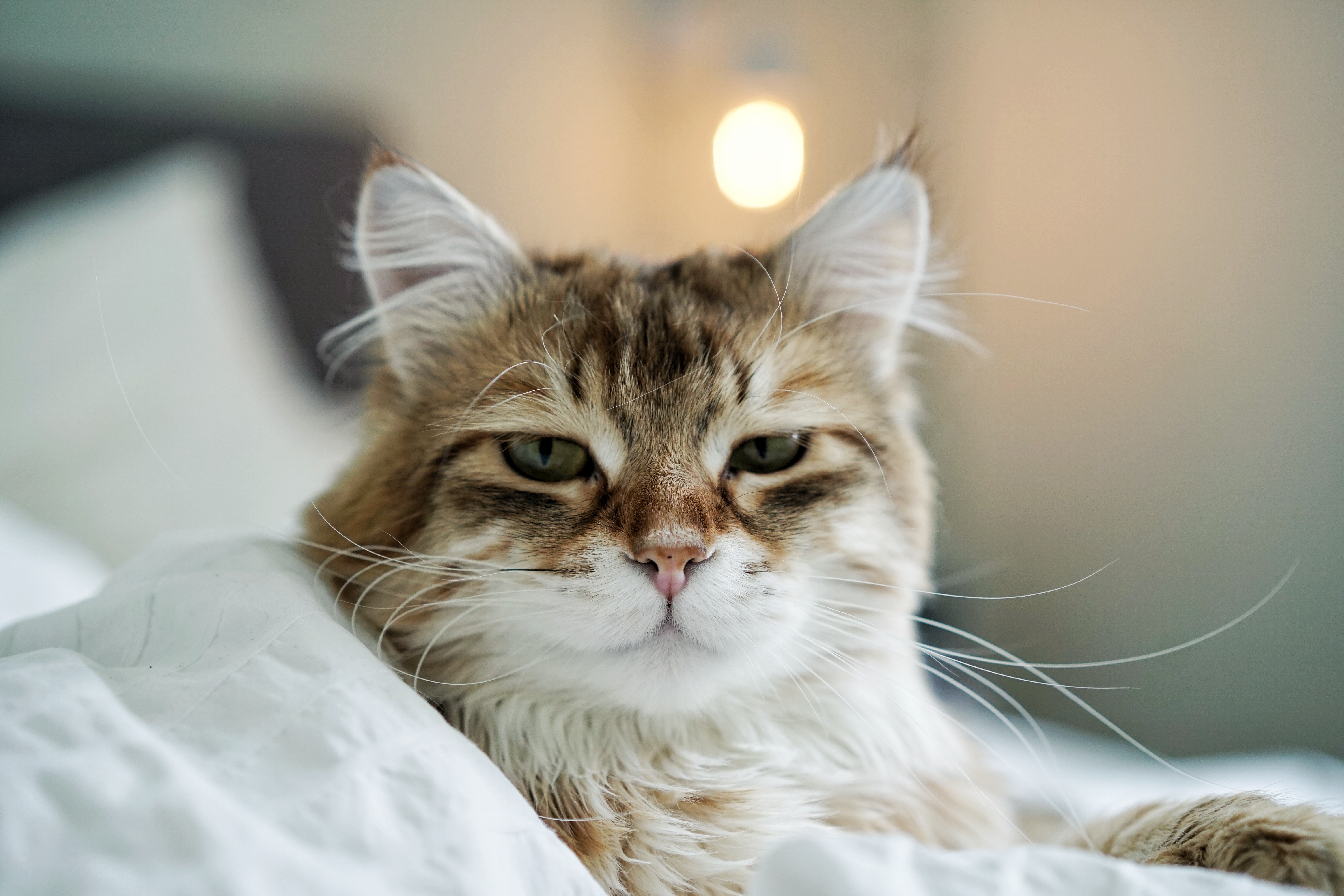 sibirisk katt Ilos Mollberg