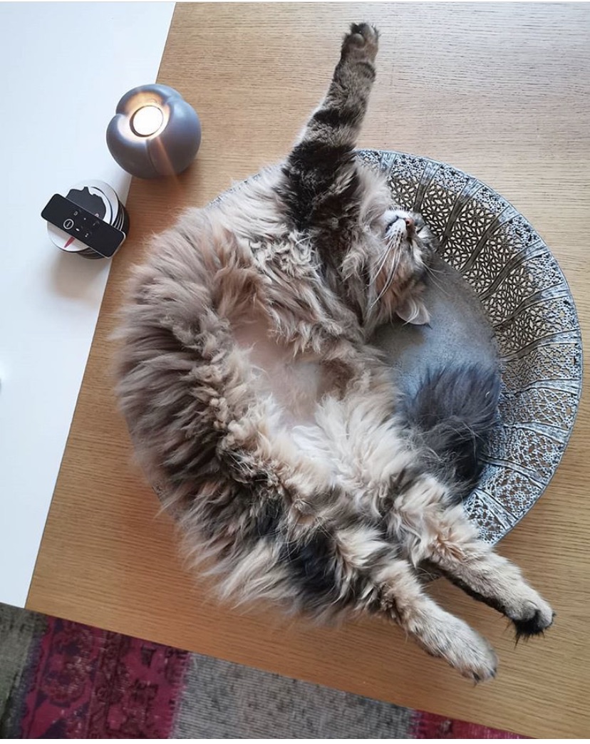 sibirisk katt Ohara
