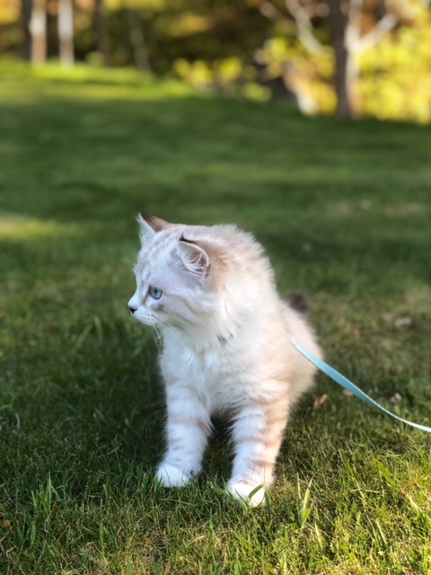 sibirisk katt Olena