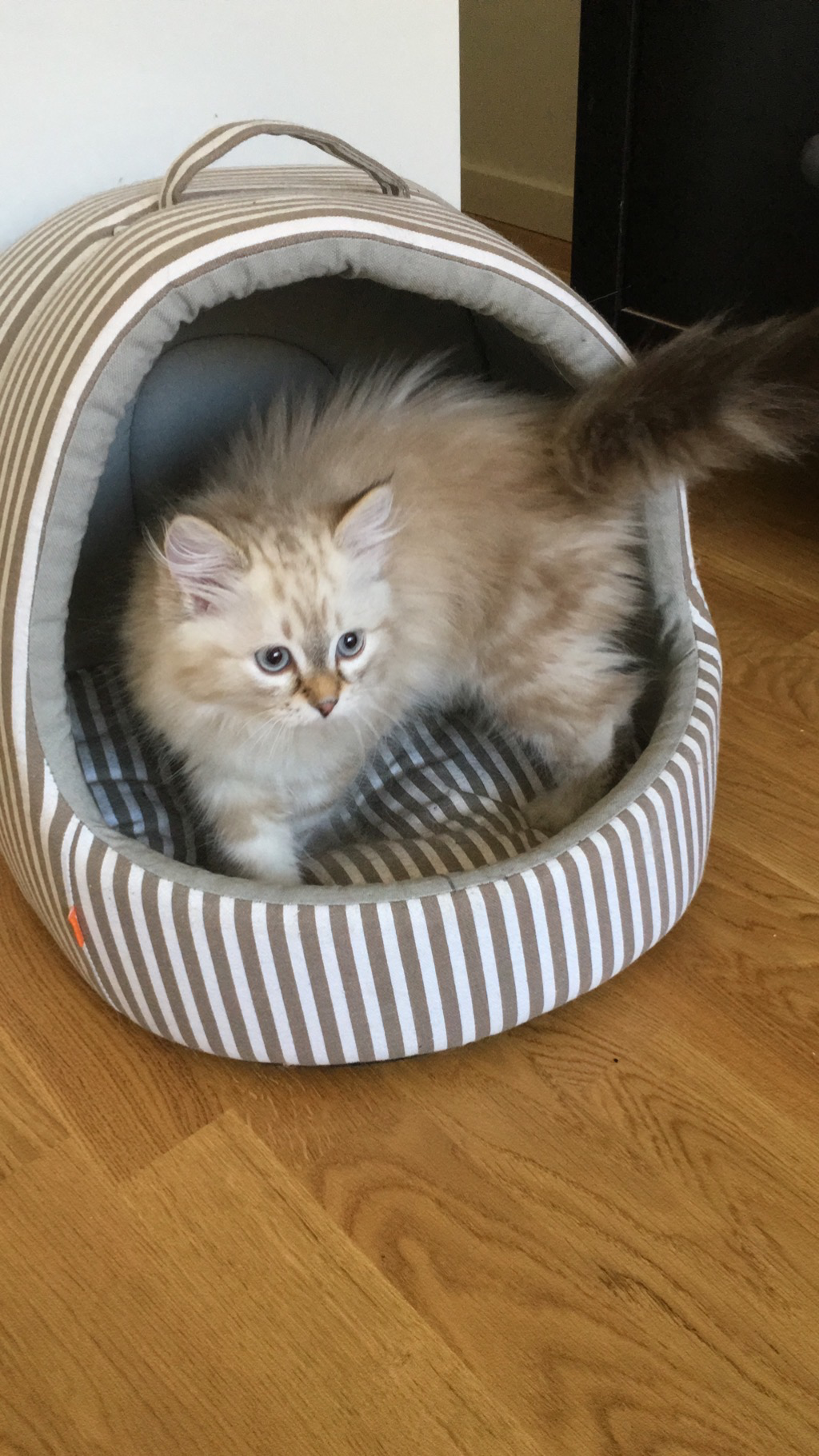 sibirisk katt Orion
