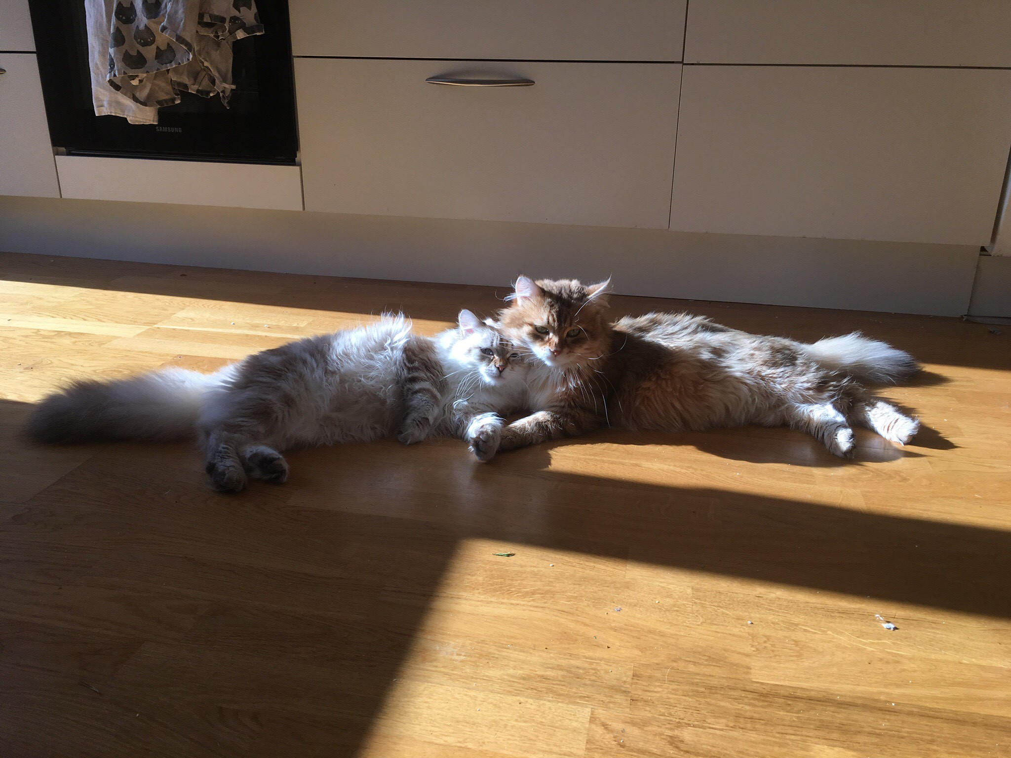 sibirisk katt Ilos o Orion