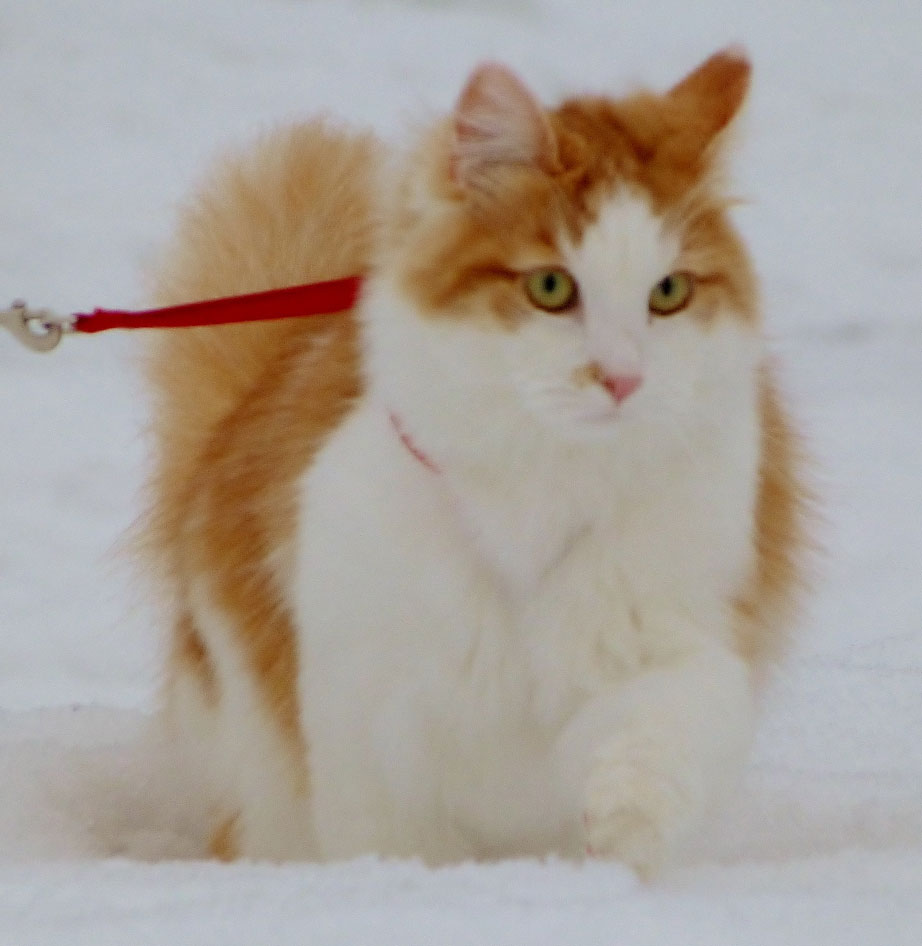 sibirisk katt Thor