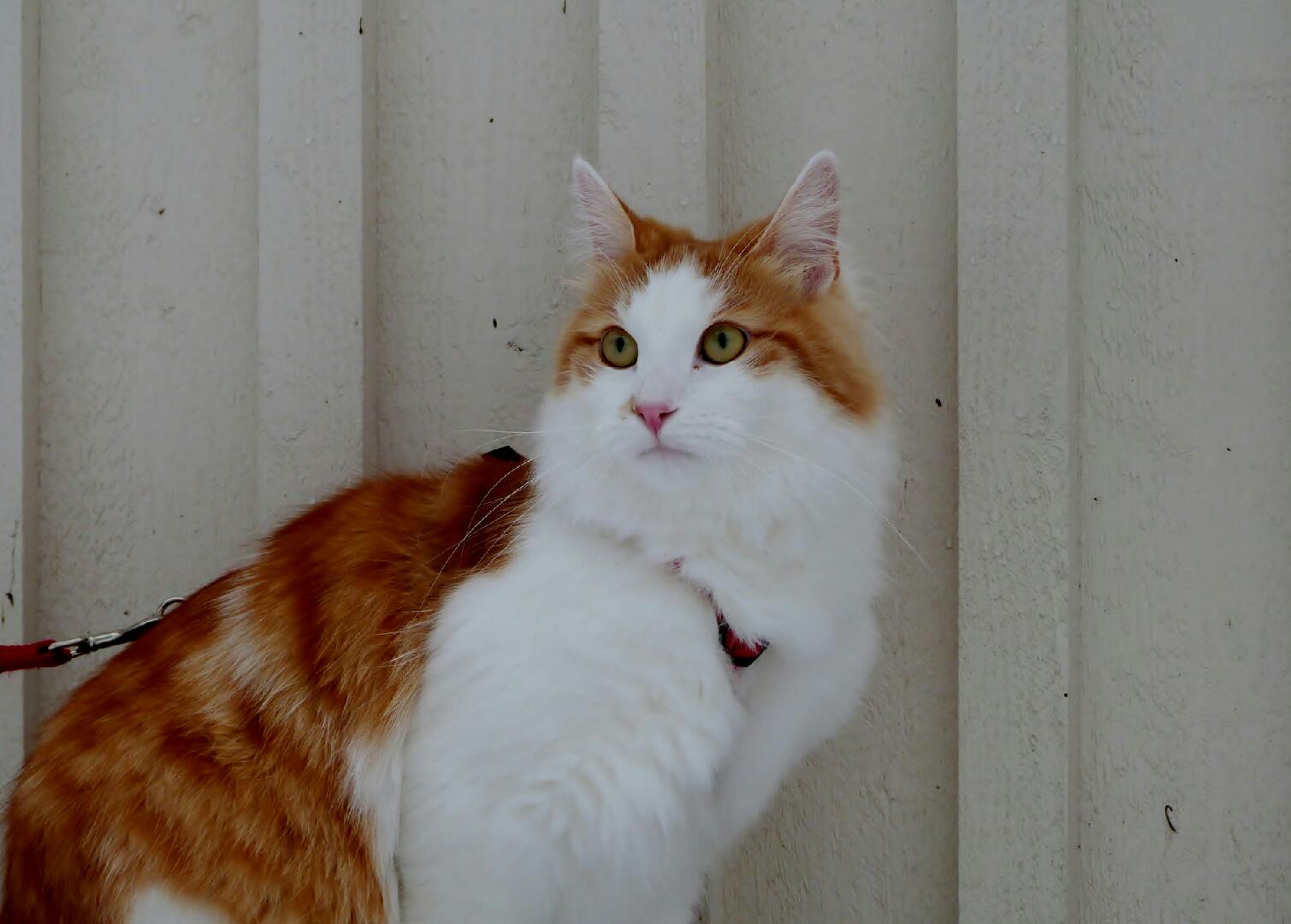 Sibirisk katt Thor