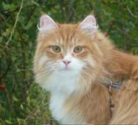 sibirisk katt Ulysses