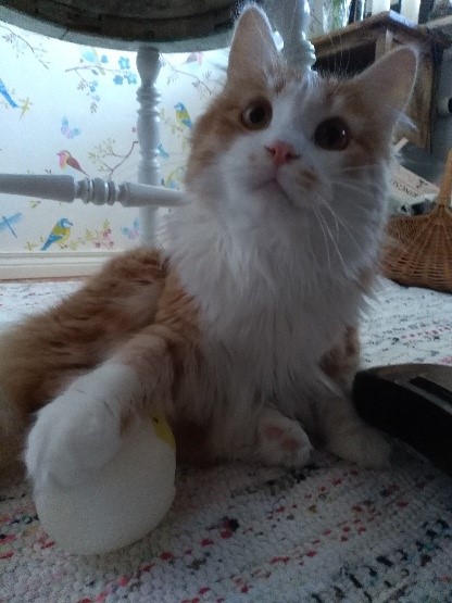 sibirisk katt Verdi