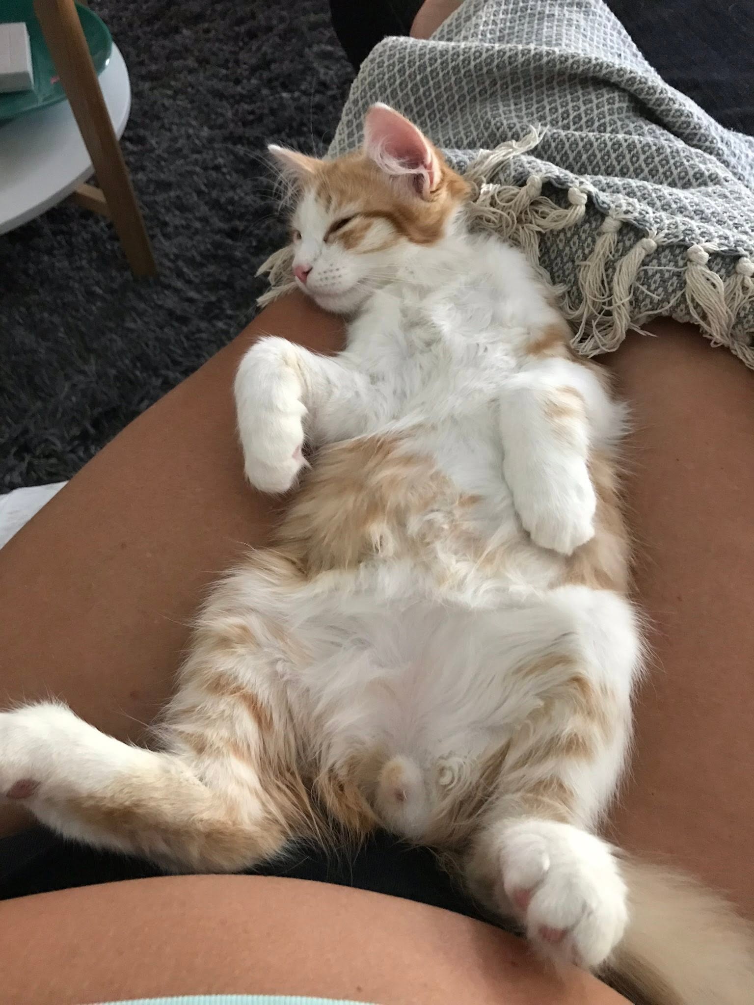 Sibirisk katt Pollux