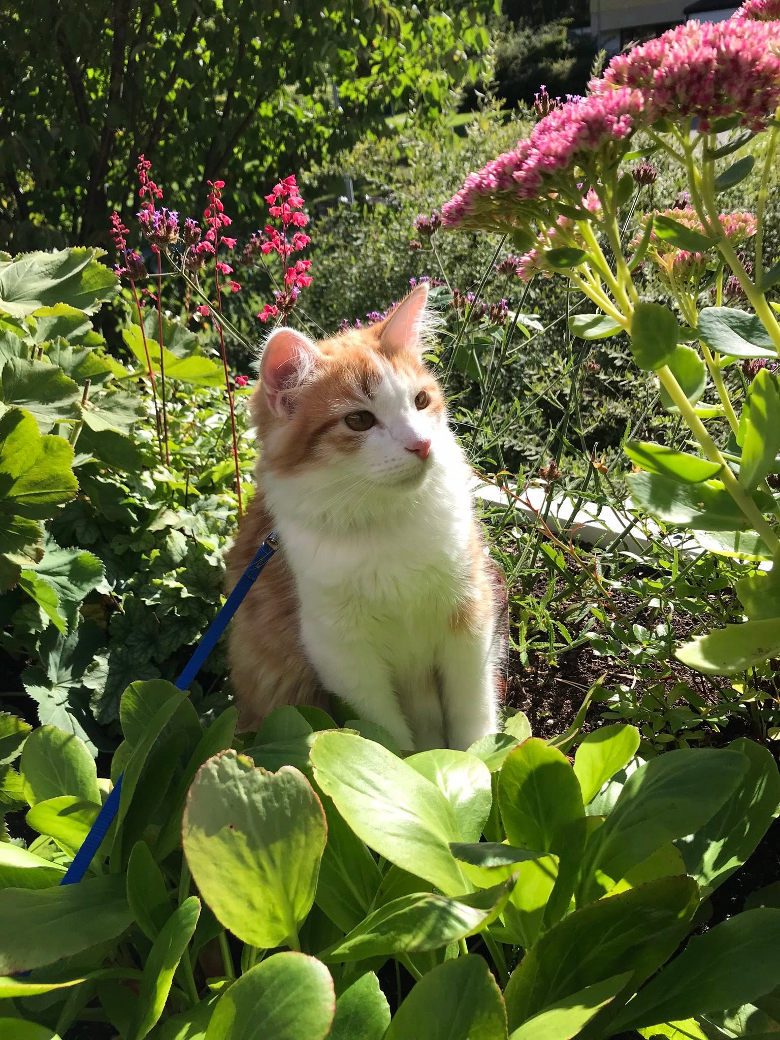 Sibirisk katt Pollux