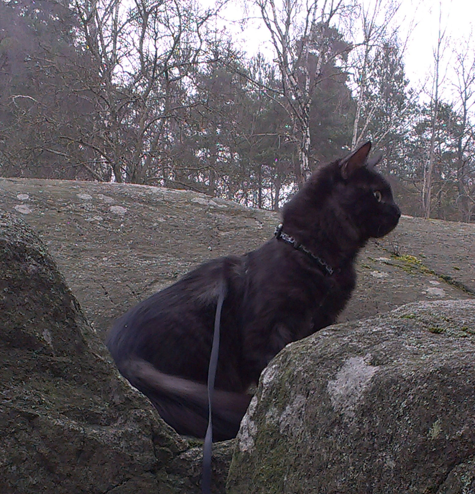 sibirisk katt Potter