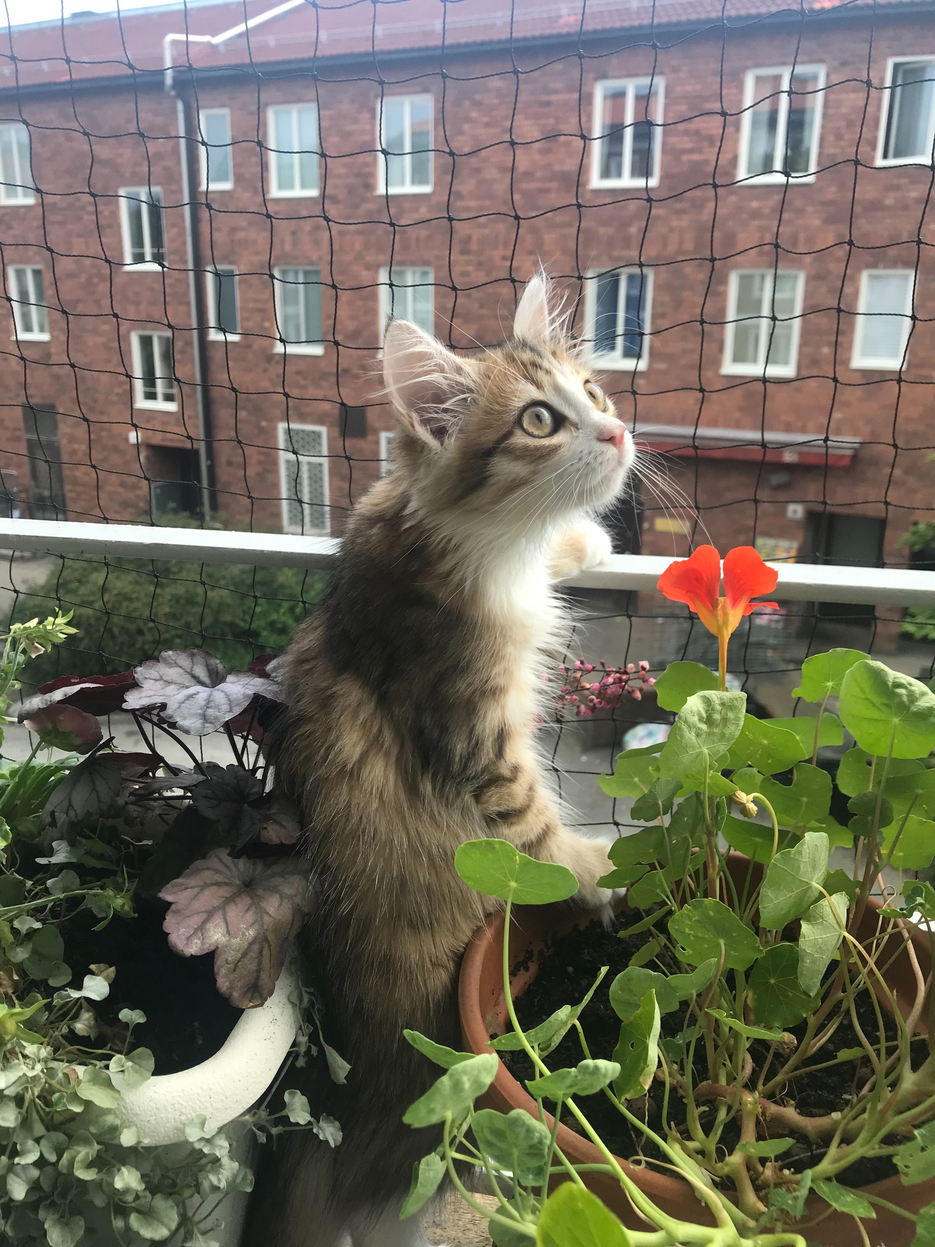 sibirisk katt Quadri