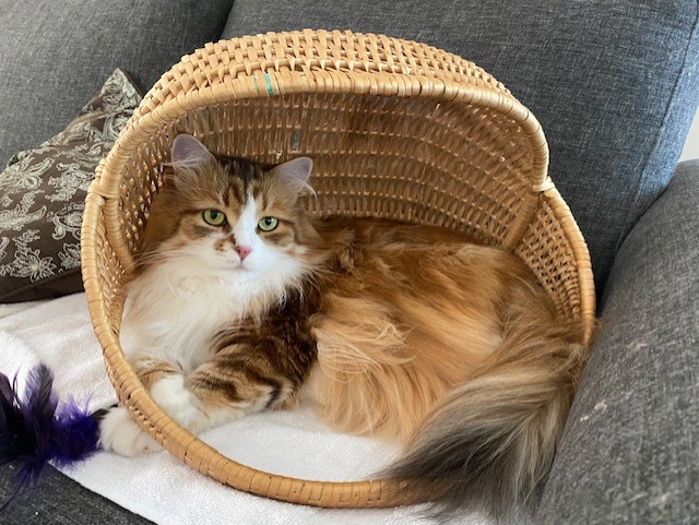 Sibirisk katt Quimby