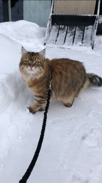 sibirisk katt Rana