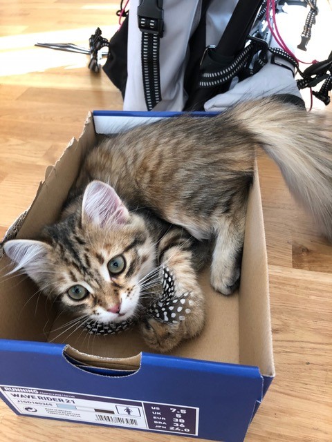Sibirisk katt Rana