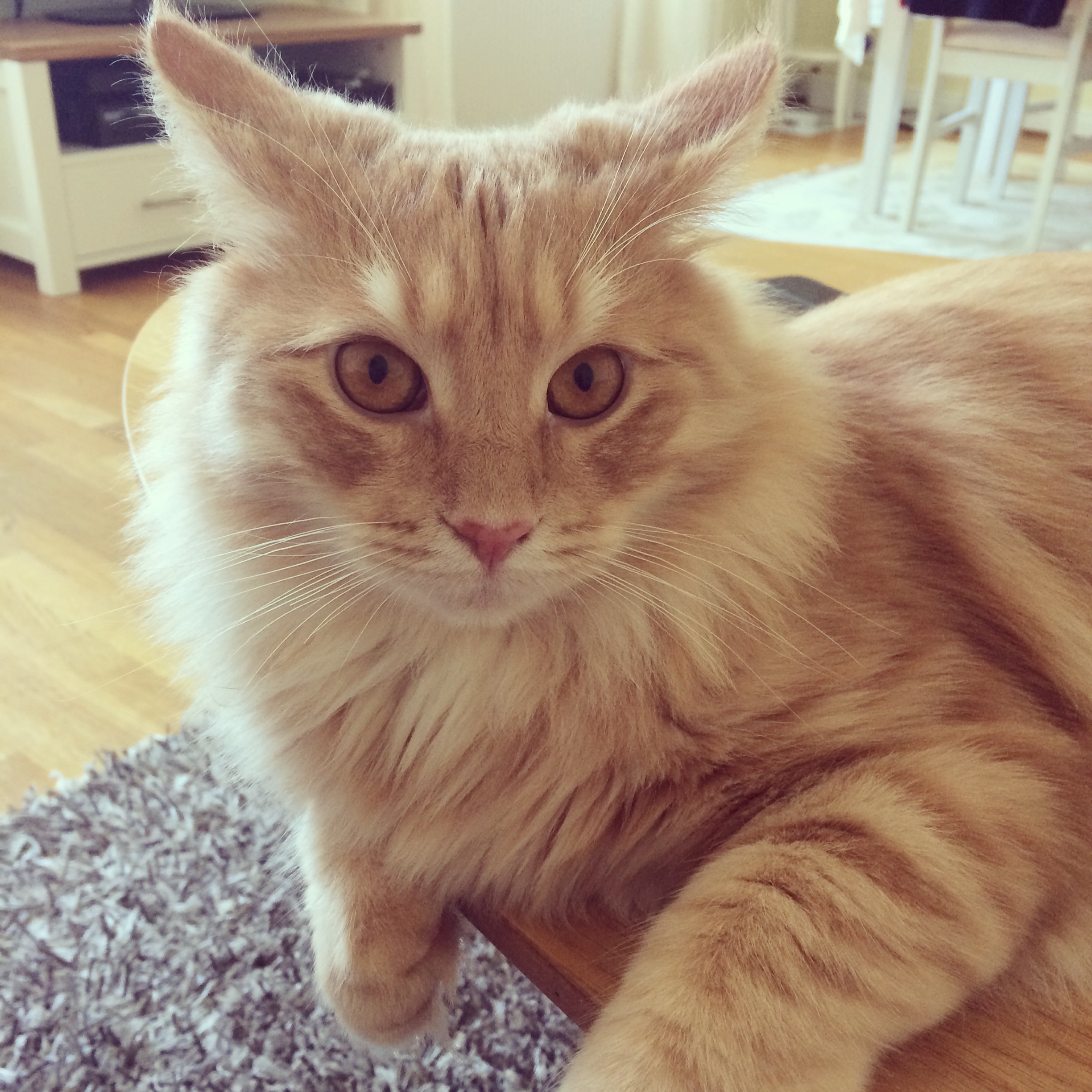 sibirisk katt Remus