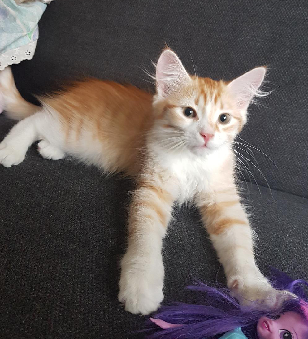 Sibirisk kattunge Nimoy