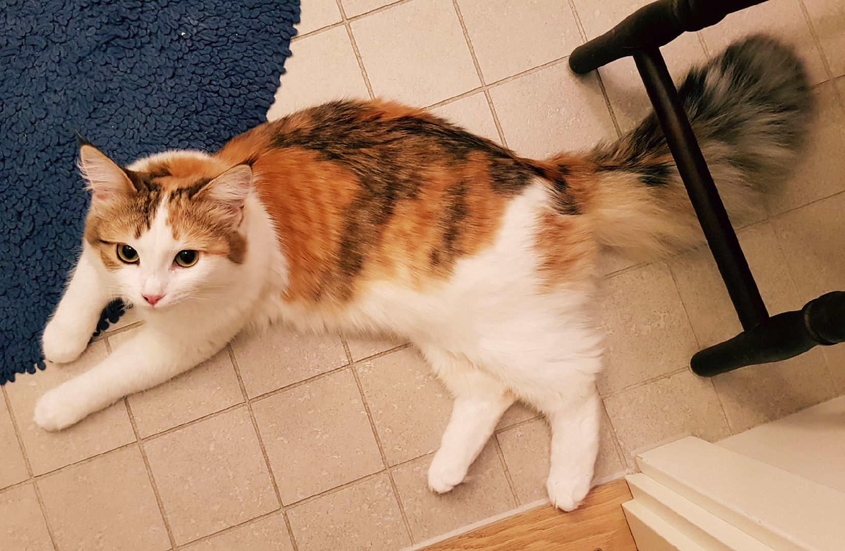 sibirisk katt Nymphe