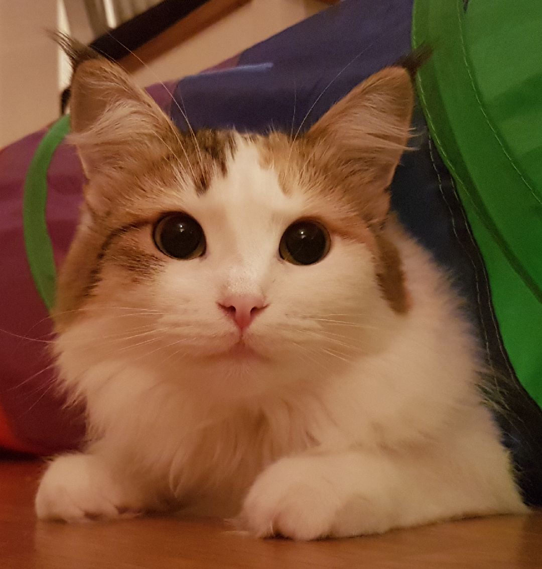 sibirisk katt Nymphe