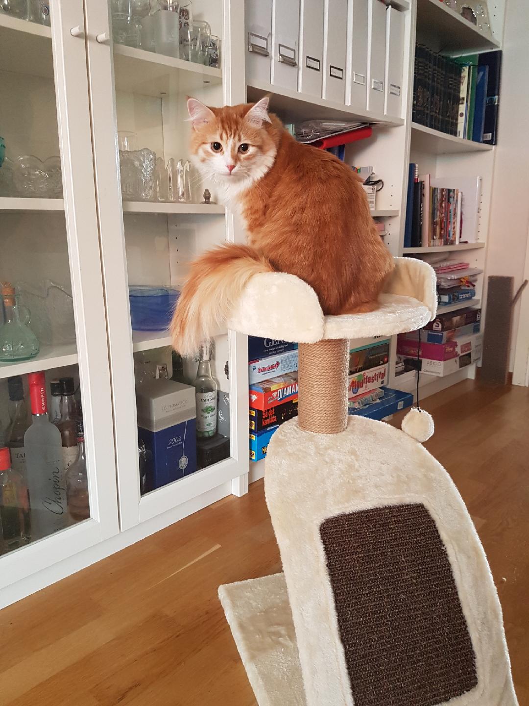 sibirisk katt Nimoy