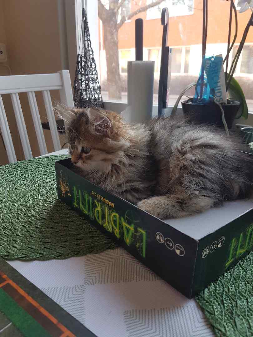 sibirisk katt Odilia