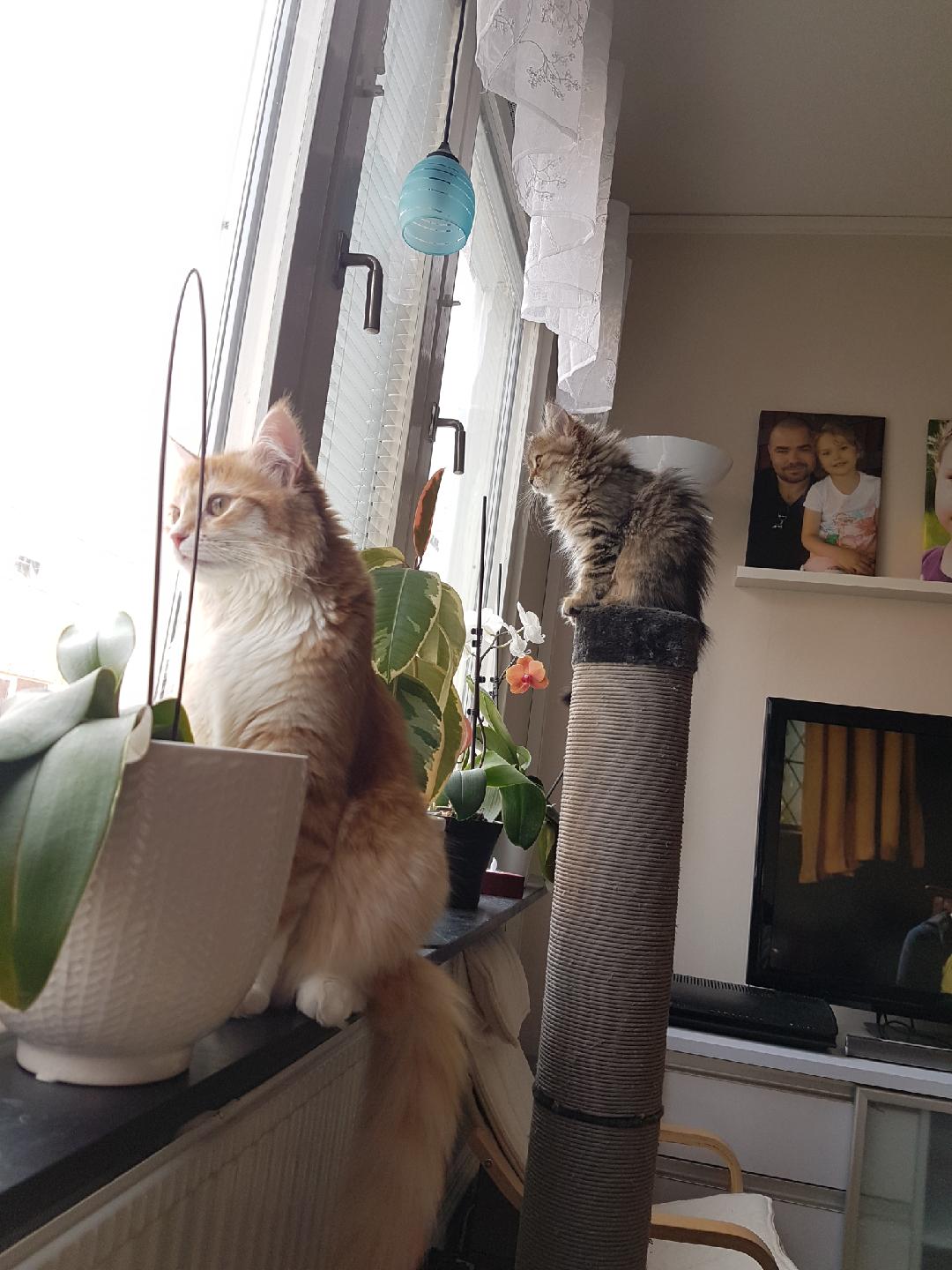 sibirisk katt Odilia Nimoy