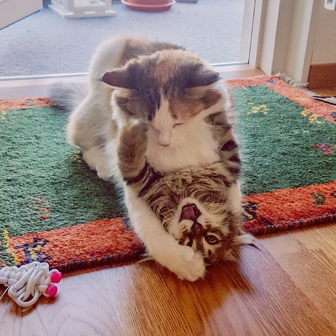 sibirisk katt Orinda Nymphe