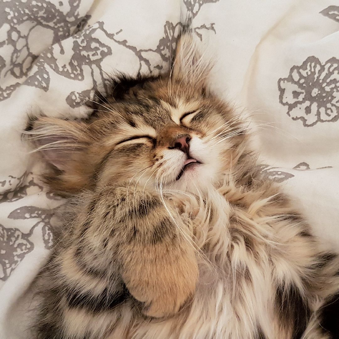 sibirisk katt Orinda