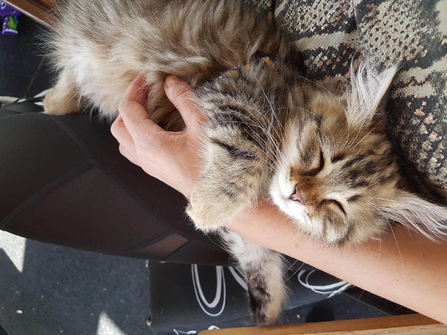 sibirisk katt Odin