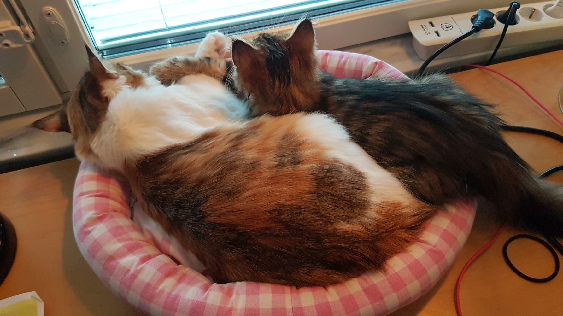 sibirisk katt Nymphe Orinda
