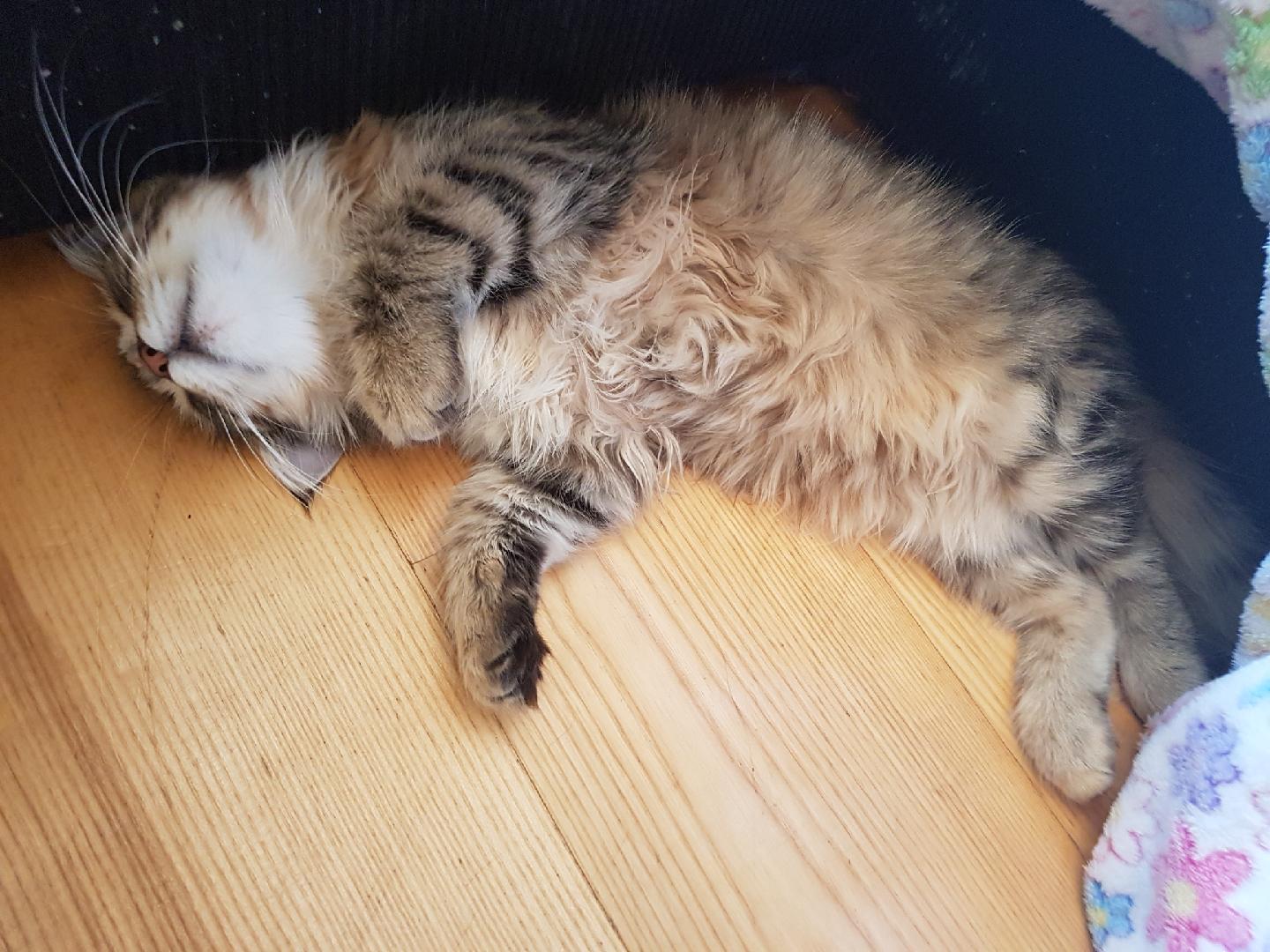 sibirisk katt Odin