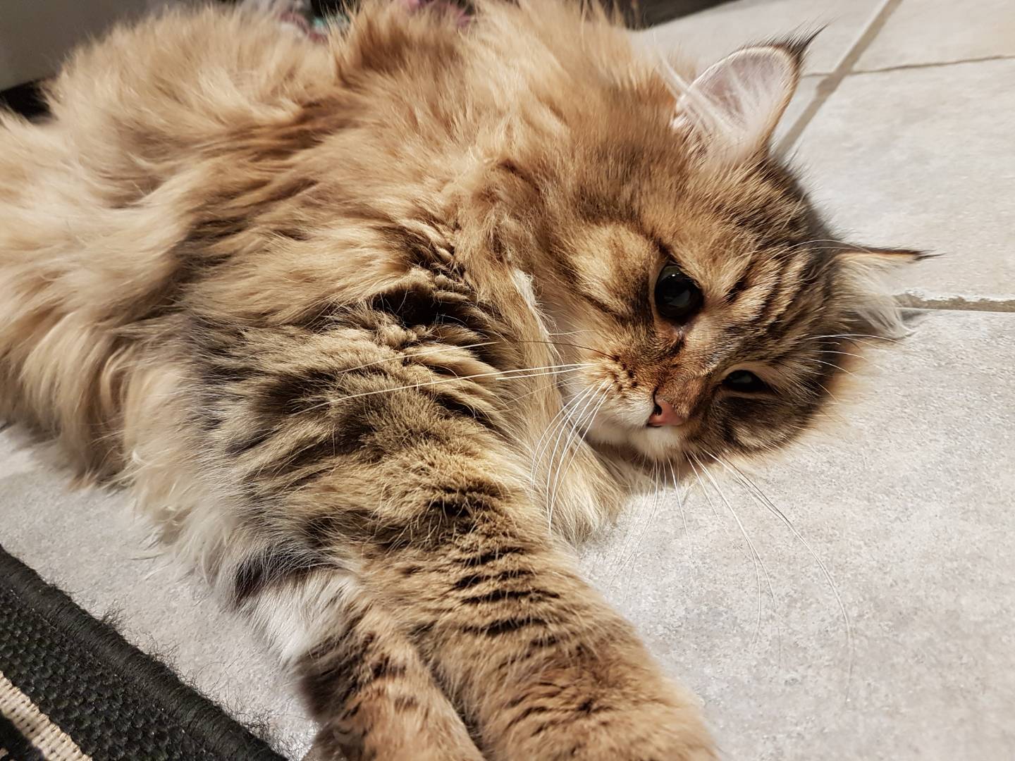 sibirisk katt Odin