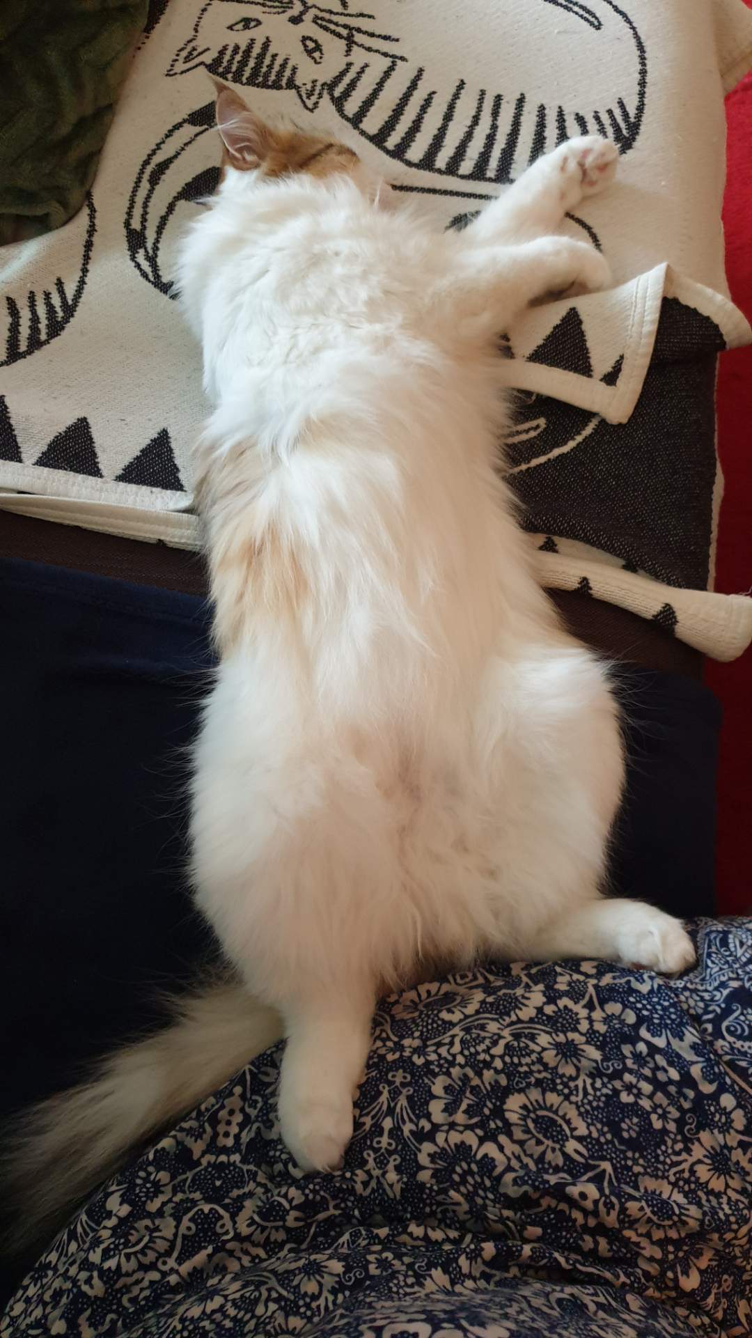 sibirisk katt Nymphe